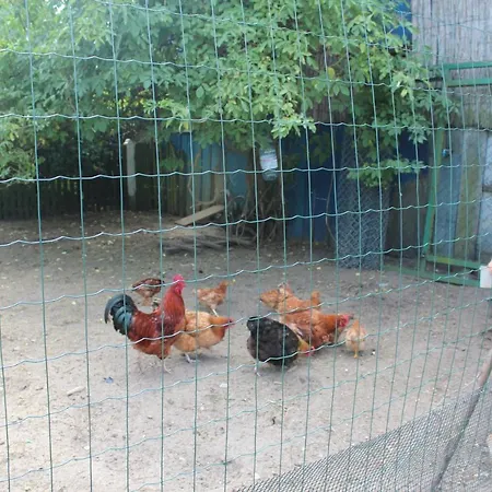 Kociewiak * Szteklin